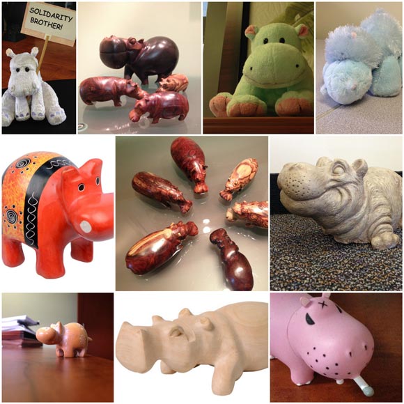 Hippo-Collage Various pictures of hippos