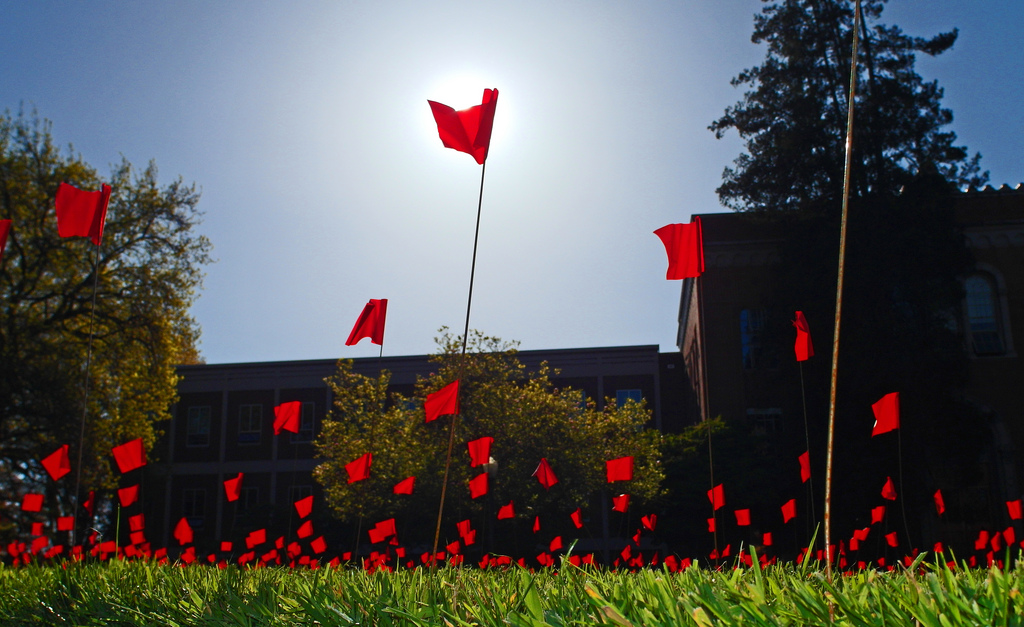 Vivid red flags lit by the sun emerge from the grass